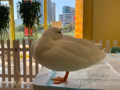 -RU DUCK柯尔鸭公社·撸鸭俱乐部·羊驼·小香猪