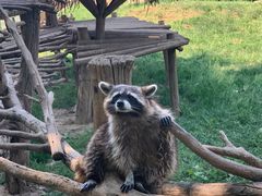 -辛玛王国游乐园