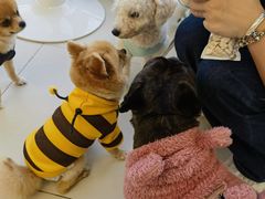 -怪兽屋·羊驼·猫咖·狗咖(俊华广场店)