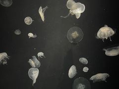 -大阪海游馆