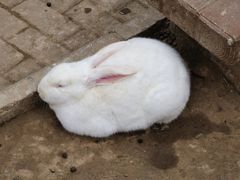 -栾川竹海野生动物园