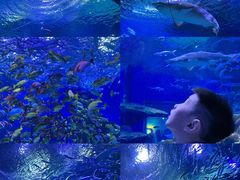 -海合安武汉极地海洋公园