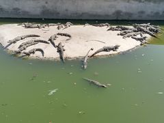 -池杉湖湿地公园