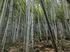 -黄山翡翠谷景区