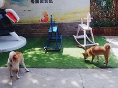 -柴犬高等学院·狗咖·柴犬售卖·宠物训练