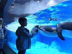 -海合安成都极地海洋公园
