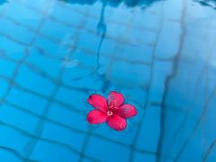 -广州粤海喜来登酒店