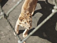 -西霞口神雕山野生动物世界