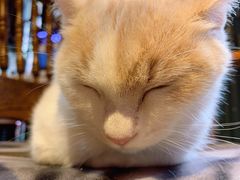 -猫色咖啡·猫咖