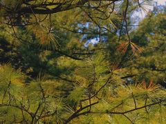 -黑龙江省森林植物园