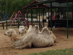 -苏州太湖牛仔风情度假村