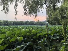 -长春市南湖公园