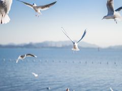 -深圳湾公园(南山区)