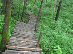 -五营红松林海景区