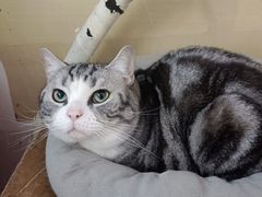 -佳怡动物医院·平价24小时·猫专科骨外科