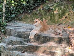-广州长隆野生动物世界