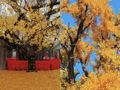 -浮来山风景区