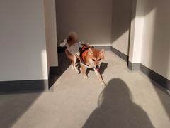 -宠爱国际动物医院· 猫科· 外科·中兽医(长白店)