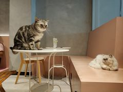 -猫儿山۰猫主题餐厅