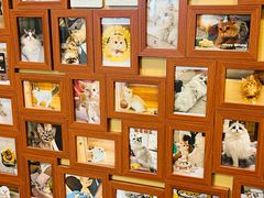 -猫十亿·布偶金渐层·曼基康矮脚猫舍(青年路店)
