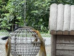 -上海野生动物园