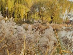 -大兴滨河森林公园