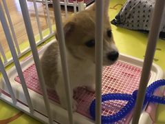 -艾贝尔宠物医院·狂犬免疫点(江山金象城店)