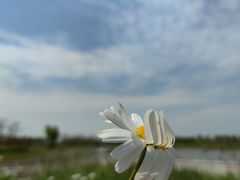 -春花秋色城市公园