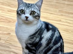 -MOCHA明星猫咖(田子坊店)