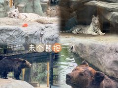 -灵玲国际马戏城