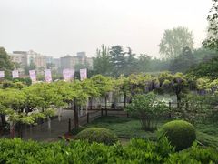 -嘉定紫藤园