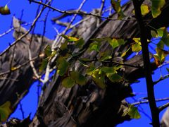 -上海佘山国家森林公园天马山园