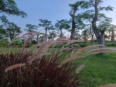 -芒洲湿地公园