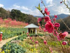 -广州市石门国家森林公园