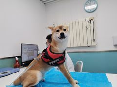 -欧奕国际动物医院