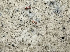 -北海金海湾红树林生态旅游区