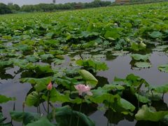 -荷塘月色湿地公园·向阳花洲