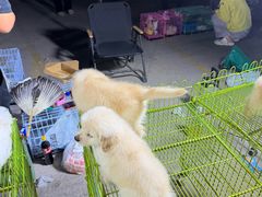 -中环花鸟鱼虫市场
