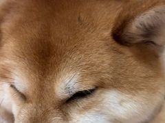 -是阿柴呀！柴犬咖啡·爱喵喵猫咖