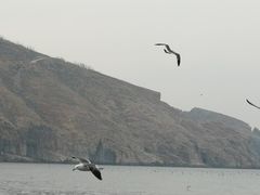 -长岛万鸟岛