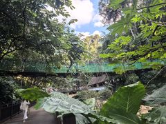 -西双版纳原始森林公园