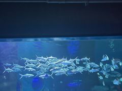 -北戴河圣蓝海洋公园