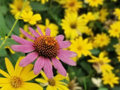 -永定河休闲森林公园