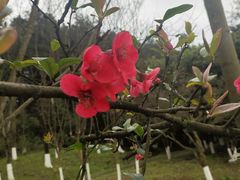 -铁山坪森林公园