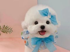 -萌宠之家·腊肠犬·马尔泰·小体犬舍