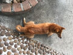 -柴犬高等学院·狗咖·柴犬售卖·宠物训练