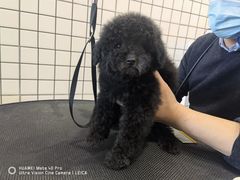 -熊小胖宠物生活馆(天华园店)