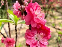 -南国桃园旅游度假区