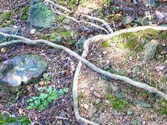 -风云岭森林公园