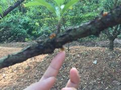 -南国桃园旅游度假区